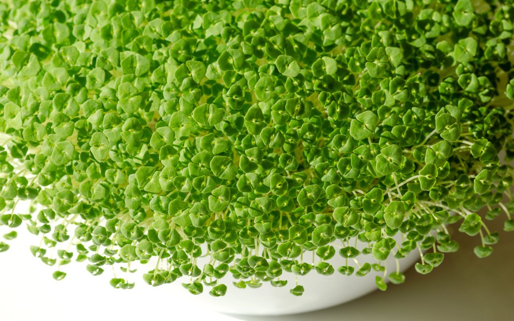 Мікрогрін чіа