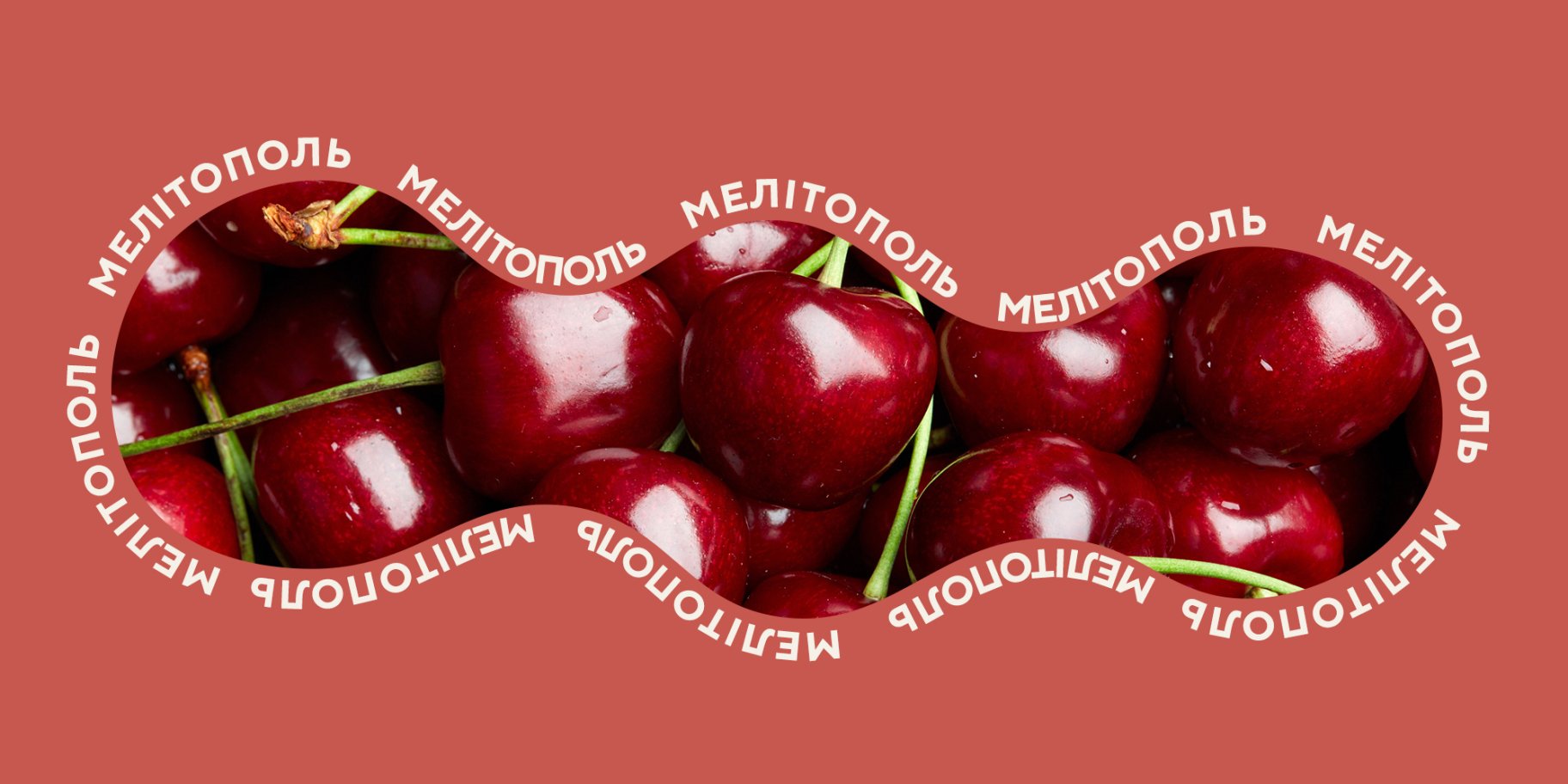 Мелітопольська черешня Мелітопольська черешня