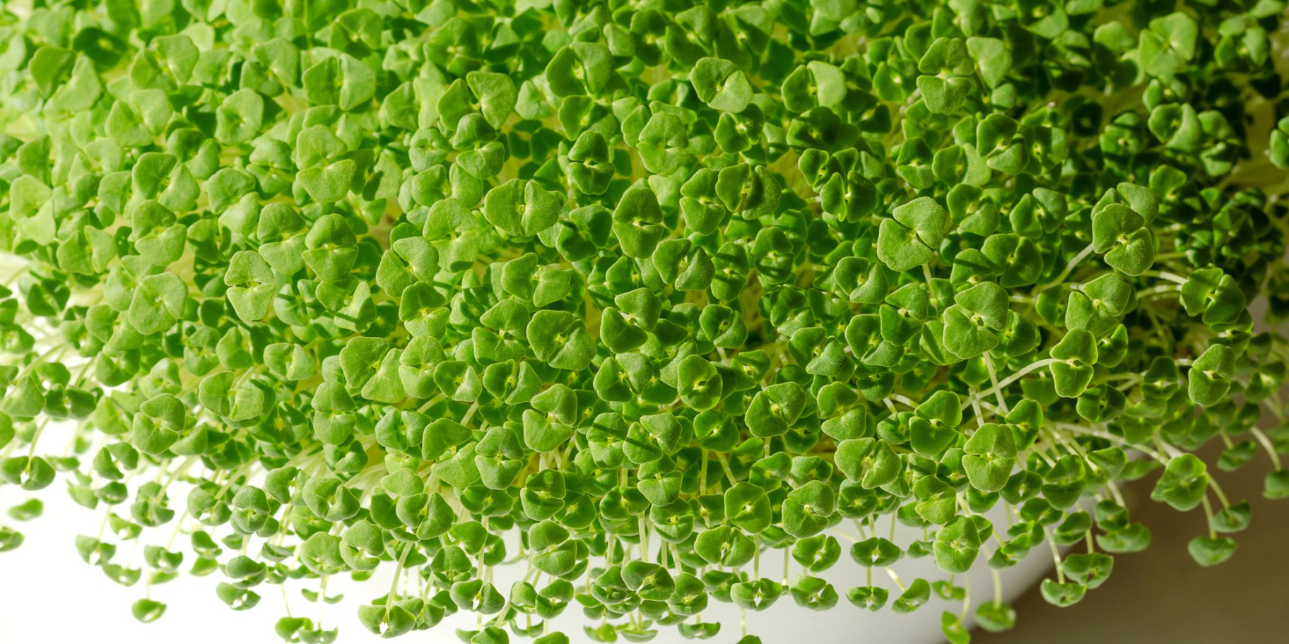 Микрогрин: как проращивать дома разные виды полезной зелени