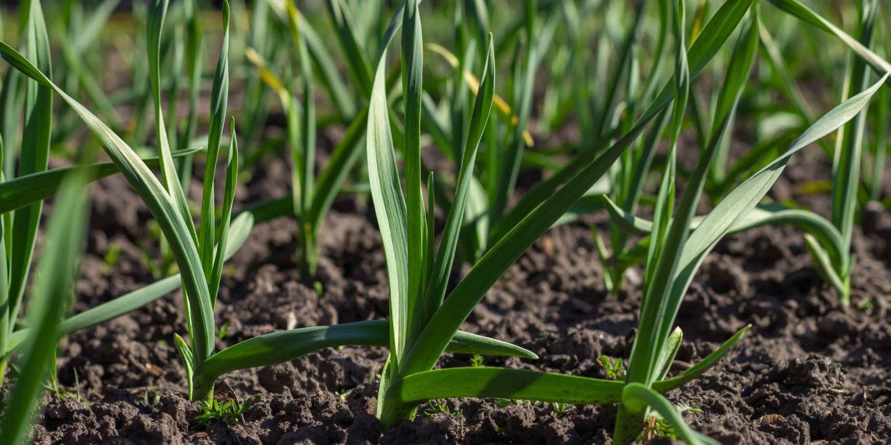 Часник на грядці