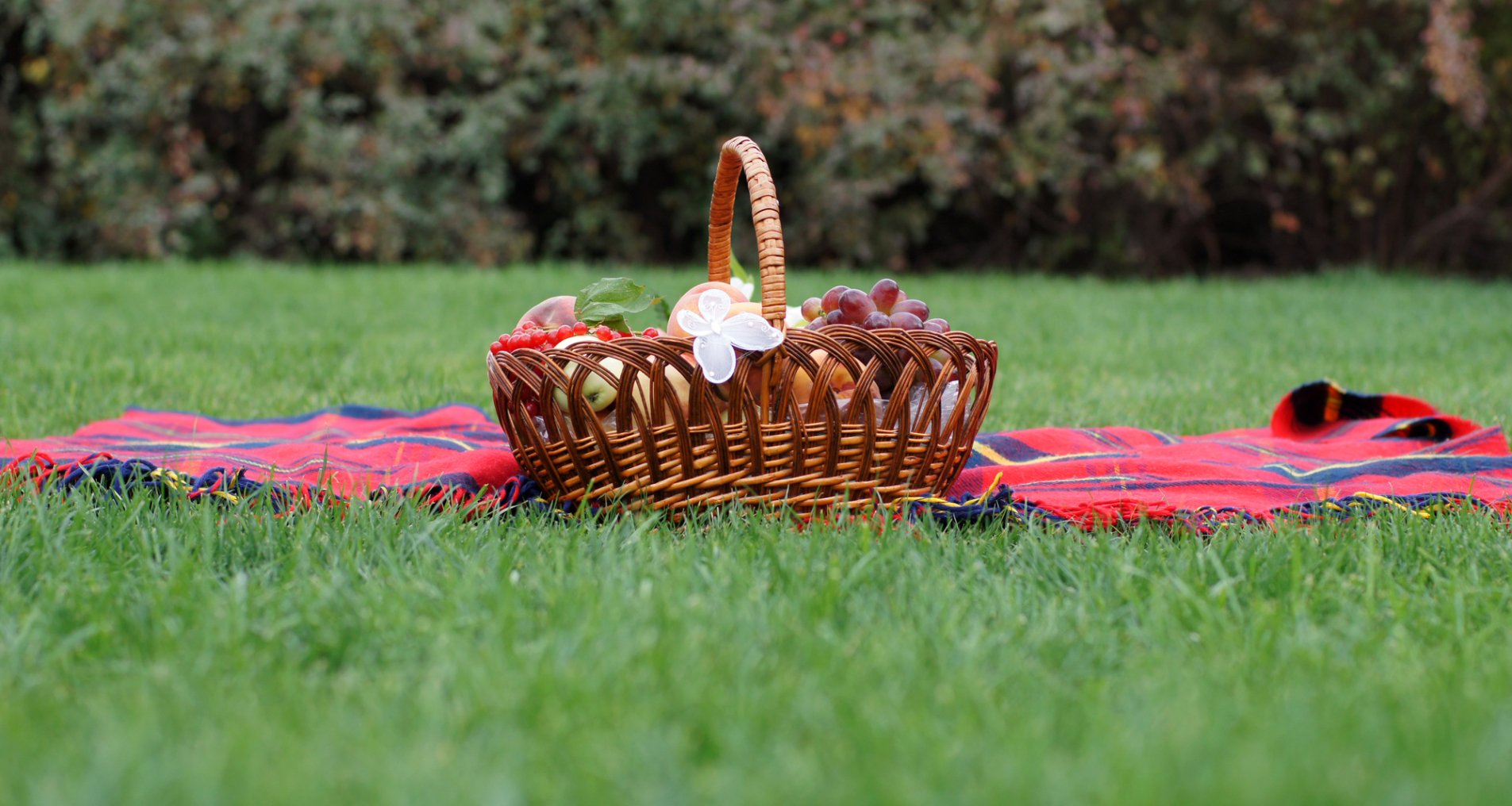 корзина для пикника на траве