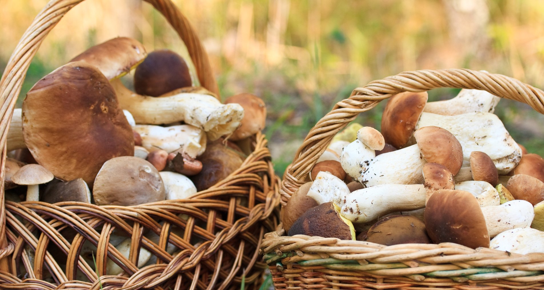 Белые грибы в сметанном соусе с овощами — рецепт