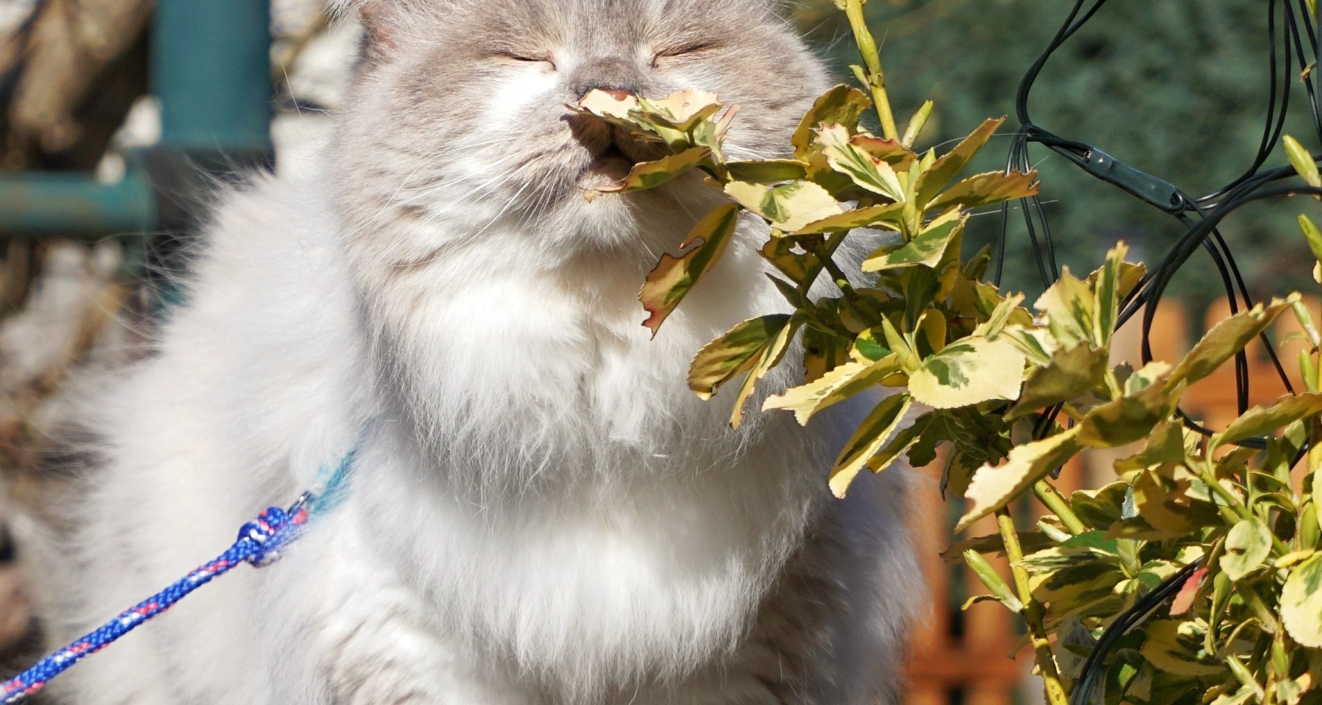 Пушистый кот нюхает растение