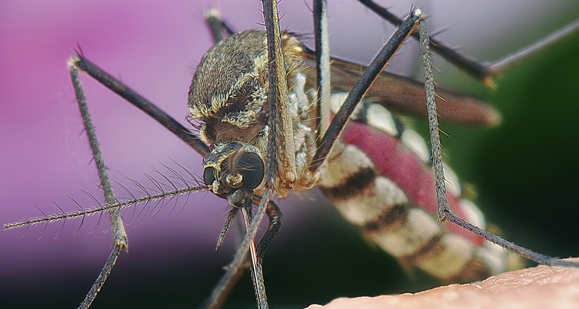 почему одних людей комары кусают чаще, а других меньше