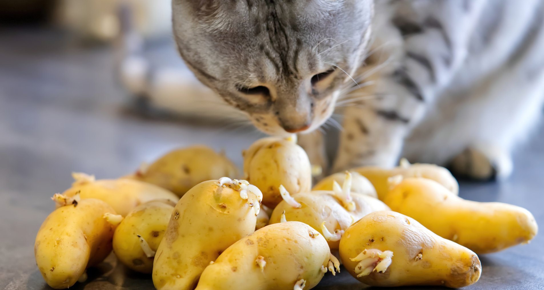 Кот нюхает картошку
