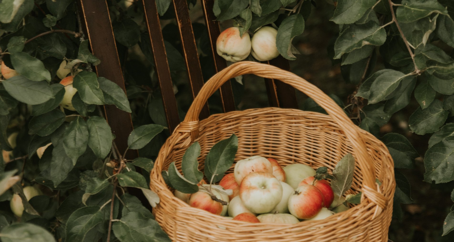 Яблоки в корзине в саду