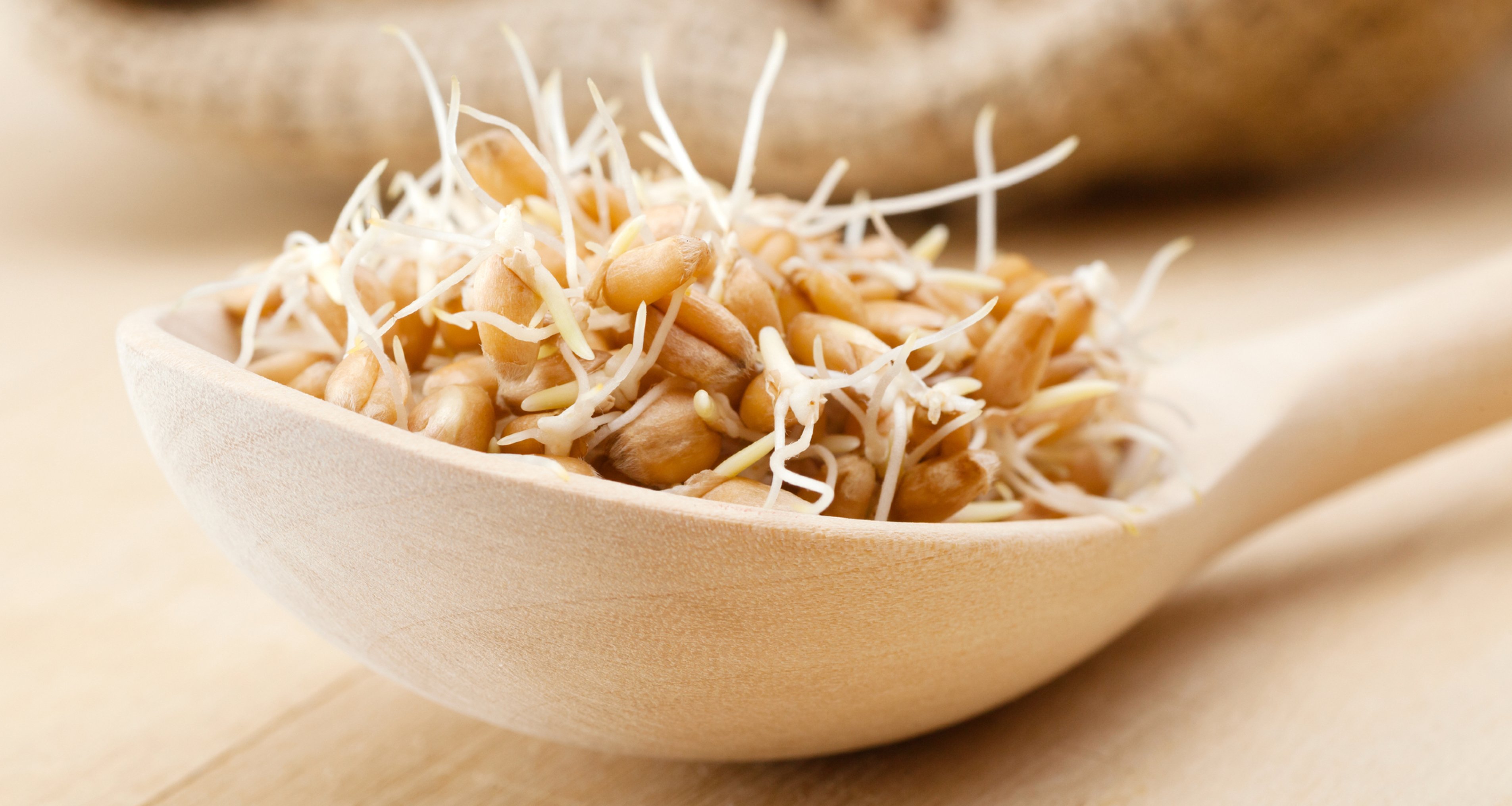 Проросшие зерна пшеницы. Пророщенное зерно пшеницы. Пшеница семена пророщенная. Микрозелень и проростки. Пророщенные семена гречки.