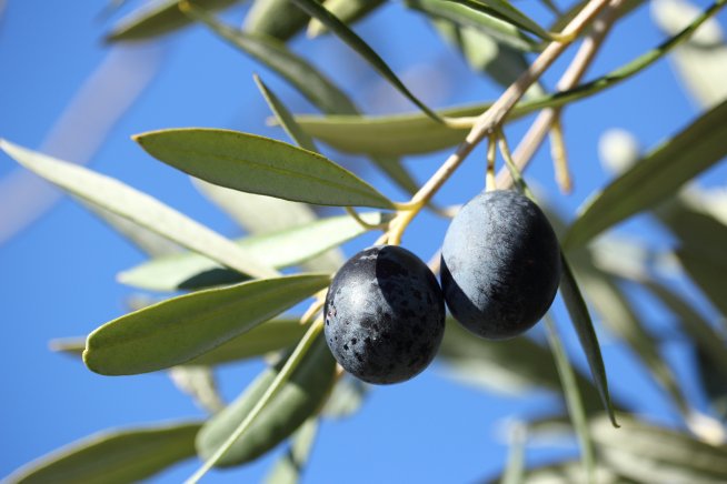 Оливки черные без косточки
