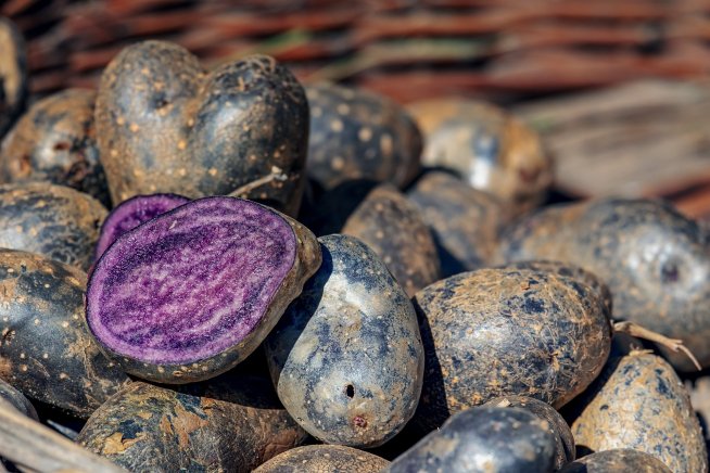 Фіолетова картопля