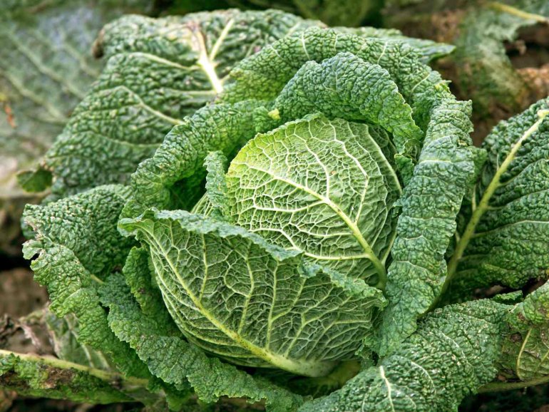 Савойська капуста. Фото: Nature &amp; Garden