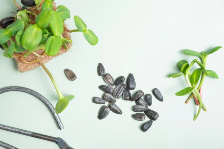 Микрогрин подсолнечника