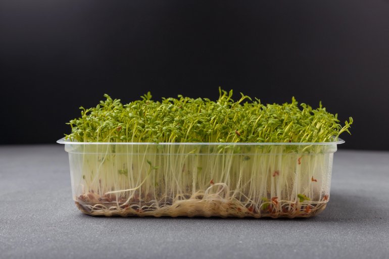 Микрогрин кресс-салата