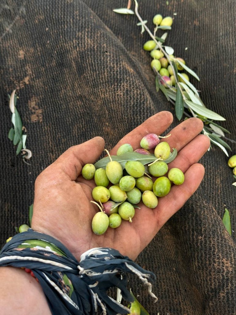 Основні смаки&nbsp;— гіркість, фруктовість і&nbsp;пікантність