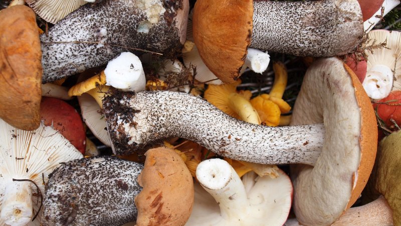 Как консервировать вешенки на зиму, рецепты консервирования грибов вешенки