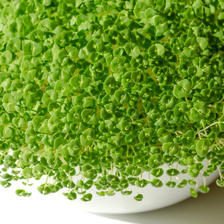 Мікрогрін чіа